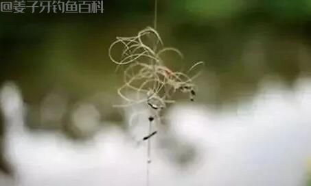 鱼线分叉