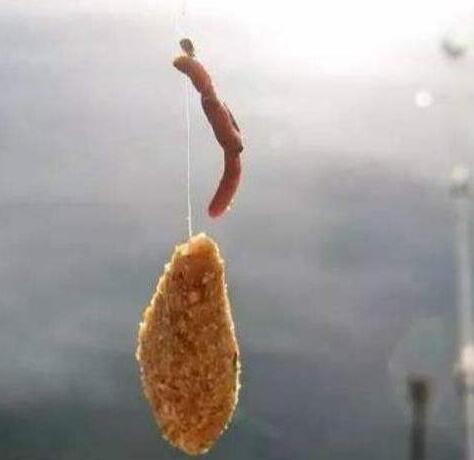 钓鱼活体饵料有哪些