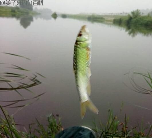 鱼