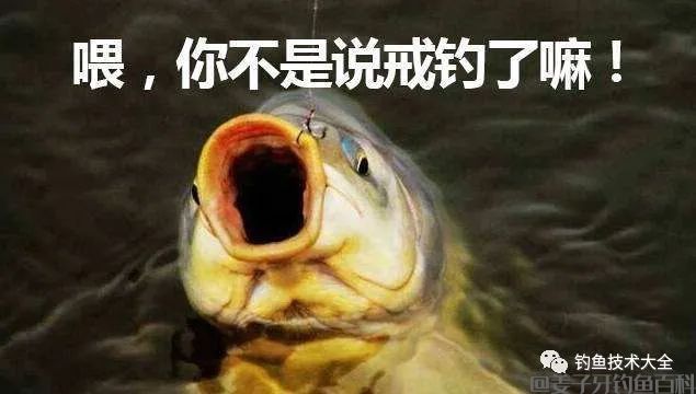 
                    
                    
                    
钓鱼界最喜欢拿来骗人的十句鬼话，你中过招没？
                