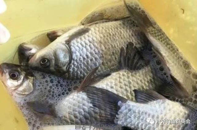 天气太冷,鲫鱼就难钓了?果断换用这3招