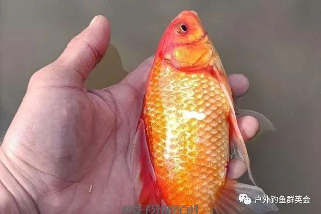 天气太冷,鲫鱼就难钓了?果断换用这3招