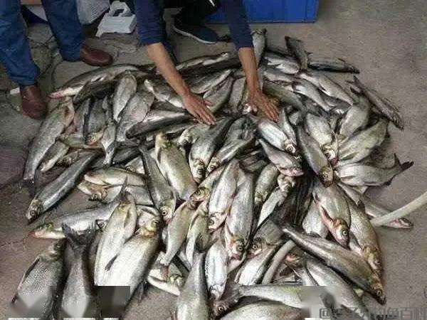 钓鱼新玩法,水库连续遭殃,3天可钓空一个水库,这到底是啥?