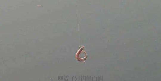 钓鱼新玩法,水库连续遭殃,3天可钓空一个水库,这到底是啥?