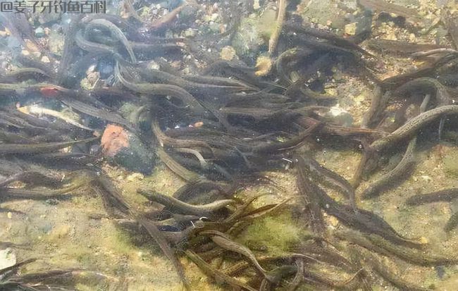 钓鱼新玩法,水库连续遭殃,3天可钓空一个水库,这到底是啥?