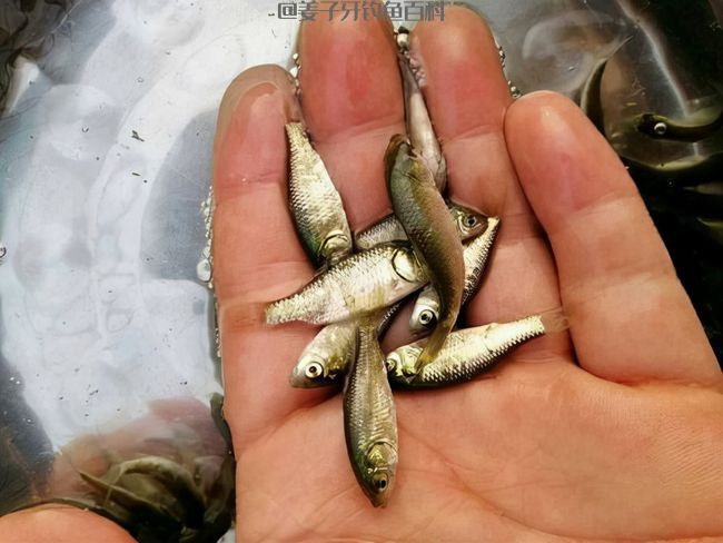 钓鱼不可死等候,东河没鱼西河走,遇到这几种情况要果断换钓位