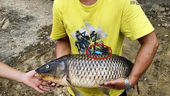 上海男子野钓遇“标鱼”，一时不知道怎样处置，网友：赶快去兑奖
