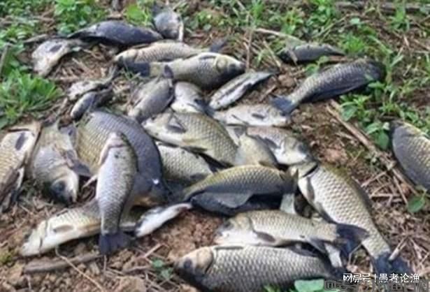 立春过后,气温仍不稳定,野钓做好这4点,连竿爆护照样很轻松