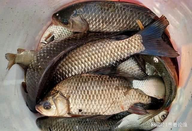 初春垂钓没鱼口?掌握住这4款饵料配方,鱼会越聚越多