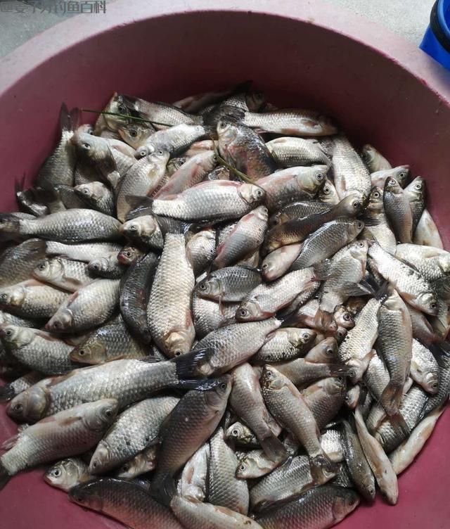 钓鲫鱼你还在用蓝鲫，其实这样选择饵料野钓效果超乎想象