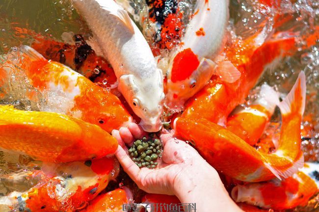 钓鱼饵料：南北通用、鲫鲤草鳊通杀。老钓友：信你个头