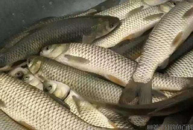钓草鱼，唯独这饵料和钓法才最好（建议收藏）