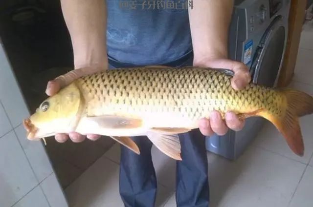 鲤鱼“狡猾”不好钓？试试我这么做