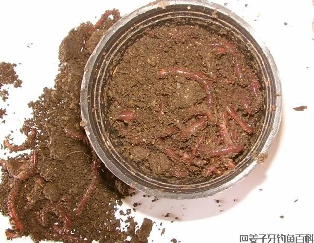 钓鱼剩下的蚯蚓怎么办？试试做成蚯蚓液，效果比“小药”还好