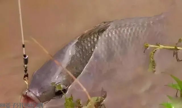 只要饵料能用对，钓鲤鱼，其实并不难