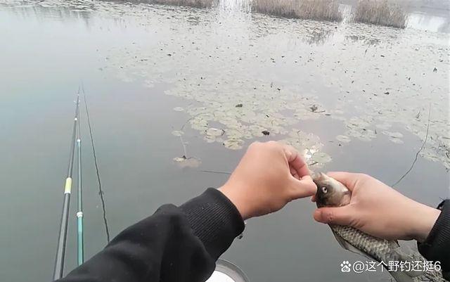 钓鲫鱼顶漂很正常！钓灵追求顿口并不能让你钓得更多，野钓别盲目