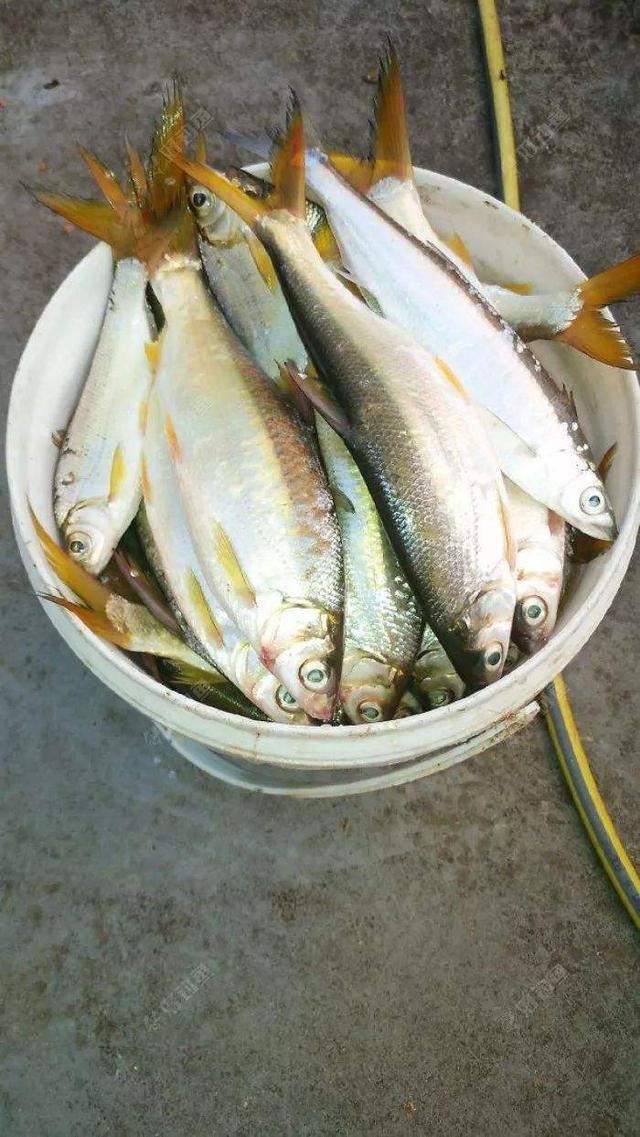野钓
