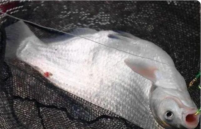 冬天钓鳊鱼的最佳方法是哪种？