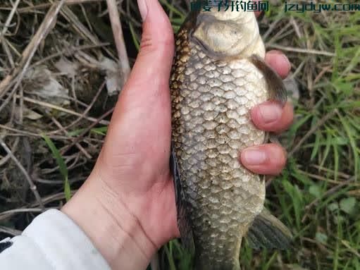 钓鱼不打窝可以吗？周末没有时间打窝怎么短时间垂钓钓的多？