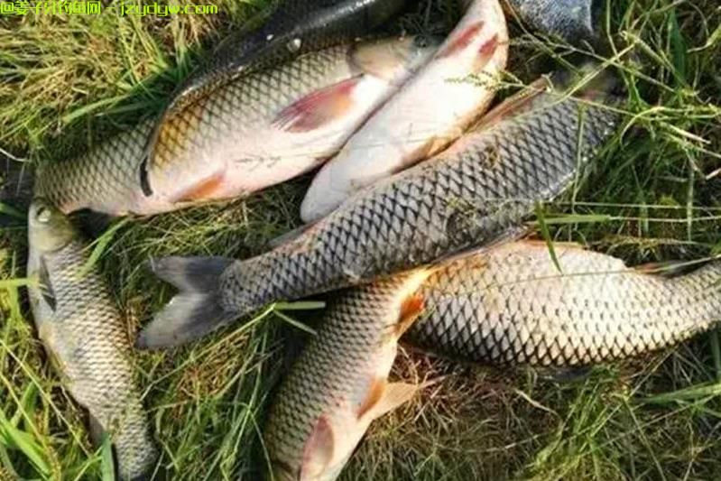 野钓最佳钓位在哪里？野钓怎么找到最佳钓点？