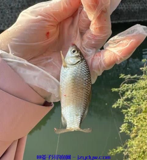大板鲫钓法技巧和大板鲫饵料最佳配方！