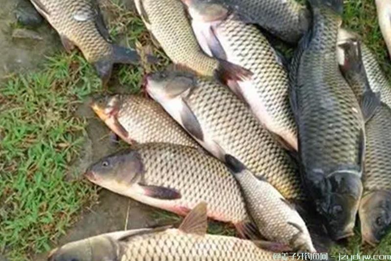  野钓鲤鱼的最佳位置（野钓鲤鱼最系统的钓法）！