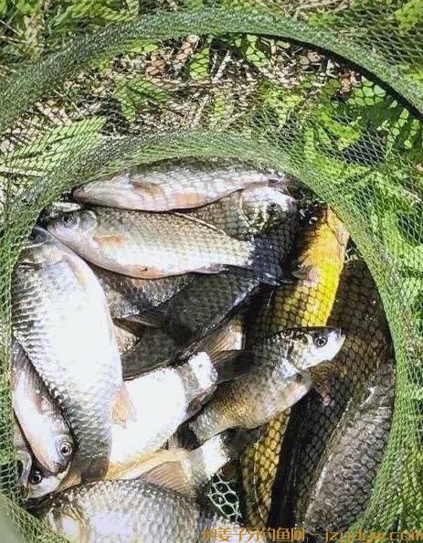 初夏如何野钓鲫鱼（初夏钓鲫鱼怎样选钓点）?