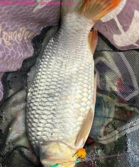 3分钟一次性讲清夏天野钓鲤鱼打窝技巧！