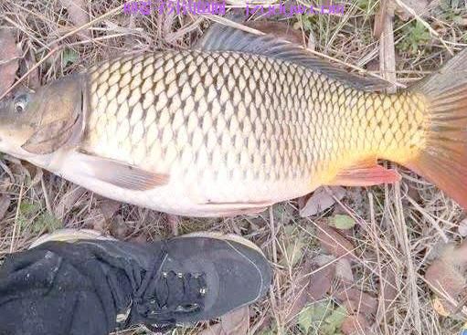 鱼儿在竿前跳跃却不吃钩？原因分析与解决策略大全