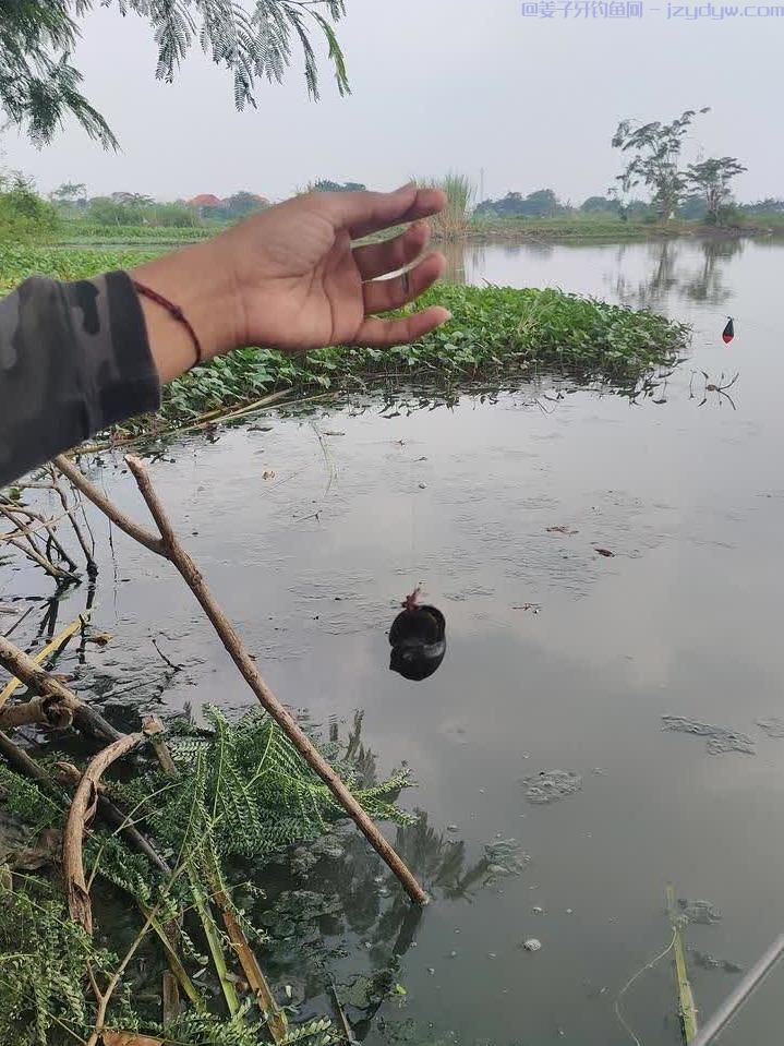 新手钓鱼全攻略：从装备到钓法的实用技巧汇总