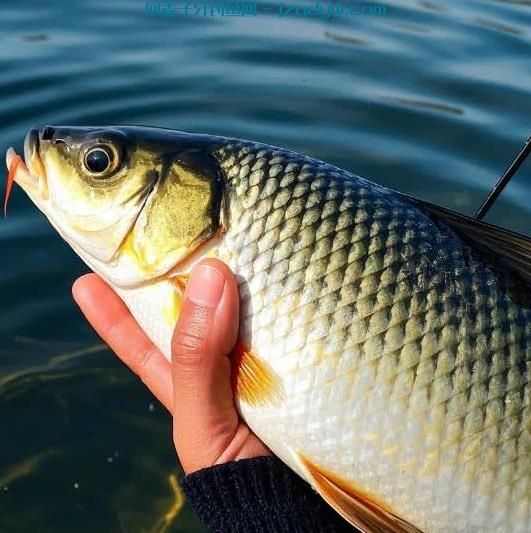  鲤鱼春天的钓法， 鲤鱼怎么钓最快？