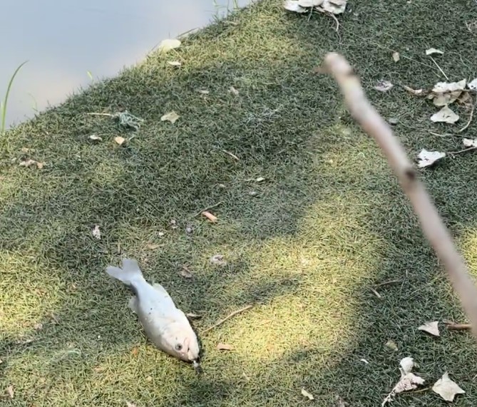 邪修钓鱼的快乐，木棍显威力！