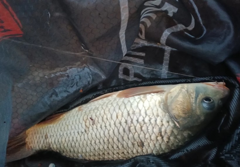 秋冬钓鱼用什么味型的饵料?